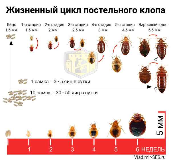 На фото описан жизненный цикл клопов